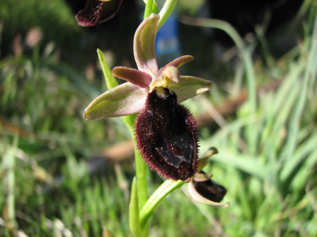 ophrys bertoloniiformis?